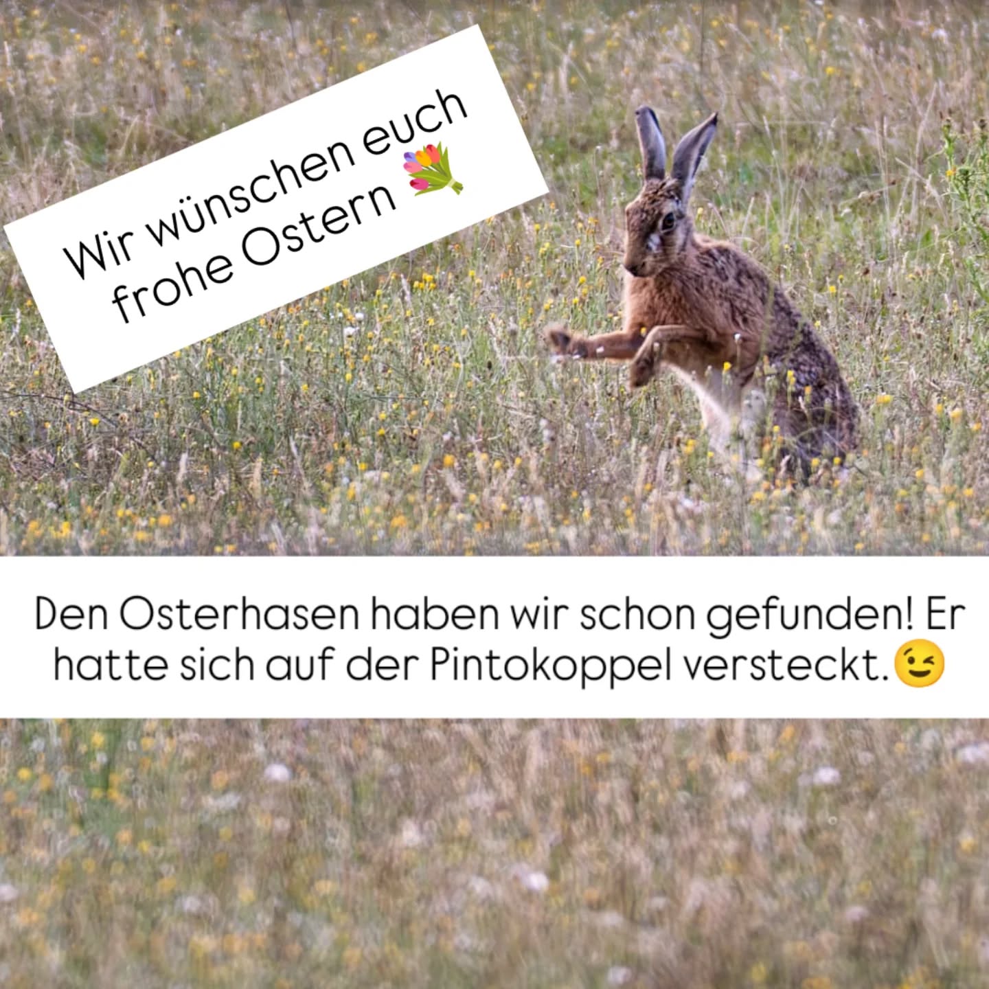 Ostergrüße: Hase auf einer Blumenwiese. Frohe Ostern!