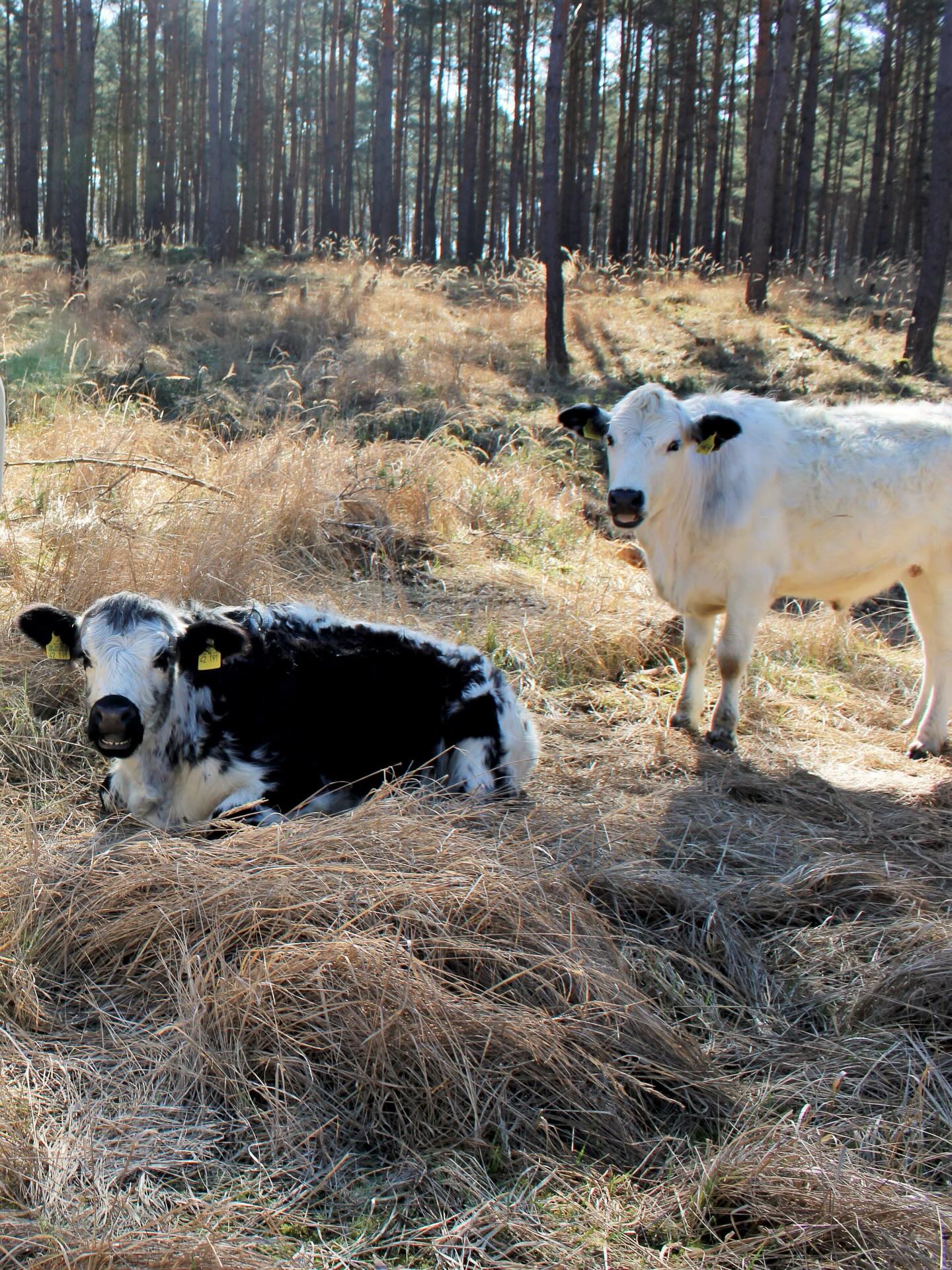 Dieser Alternativtext wurde KI-generiert: Zwei Kühe liegen in einem Wald auf trockenem Gras. Das Licht der Sonne fällt durch die Bäume auf die Tiere und die Landschaft.