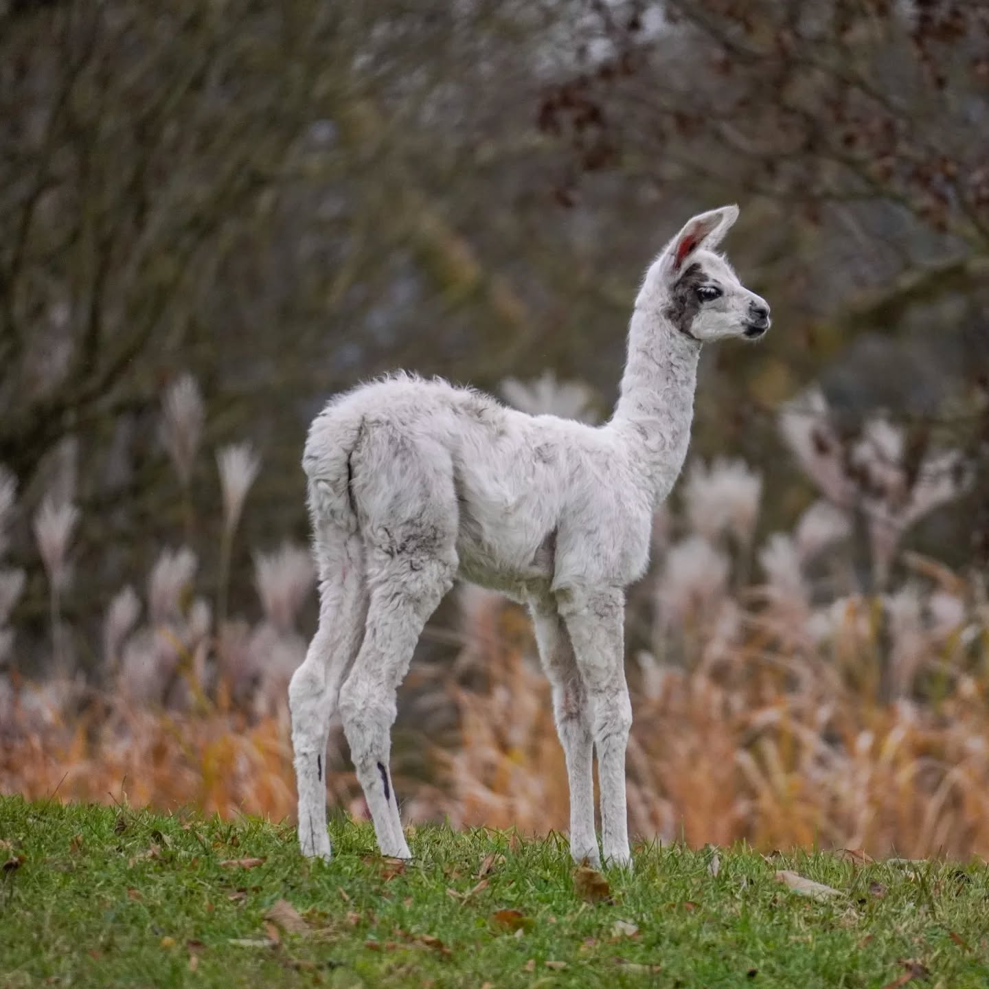 Hier ist ein Text für Screenreader:

Ein junges, weißes Lama steht auf einer grünen Wiese vor einem unscharfen Hintergrund aus Bäumen und trockenem Gras.
