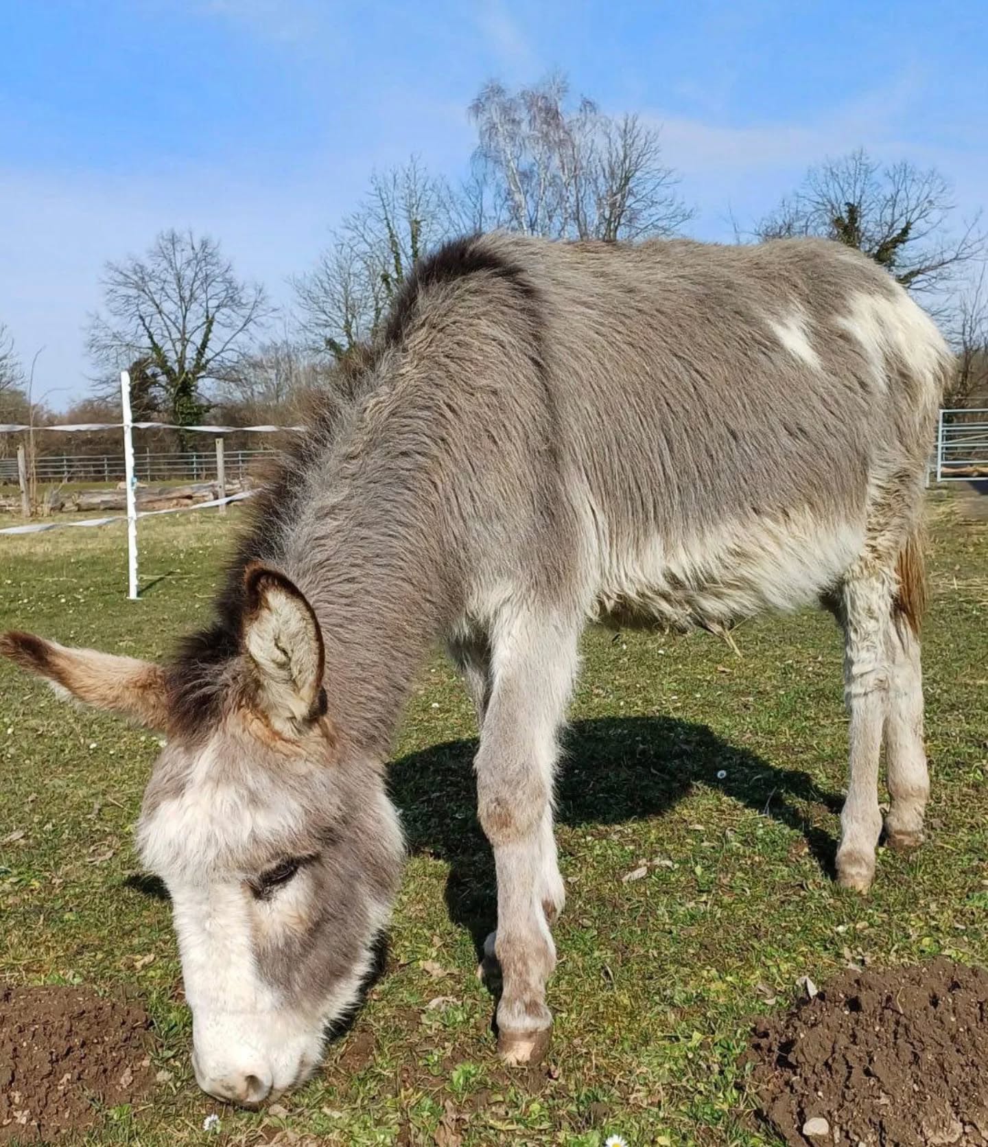 Ein Esel grast auf einer Wiese an einem sonnigen Tag.