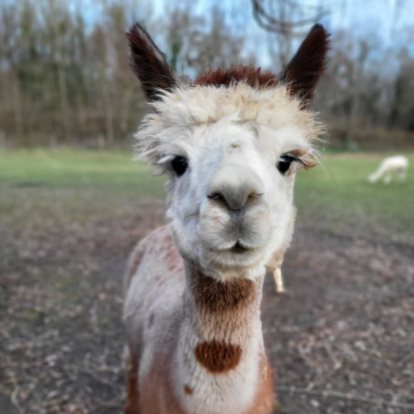 Ein niedliches, weiß-braunes Alpaka schaut direkt in die Kamera. Es befindet sich auf einem Feld mit Bäumen im Hintergrund.