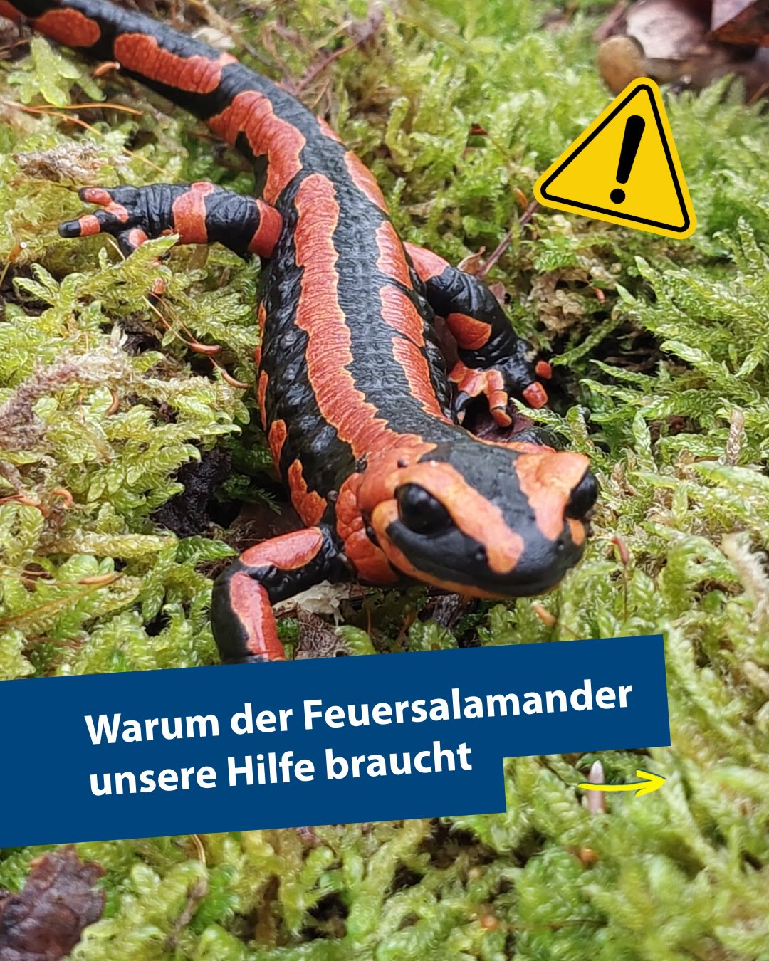 Feuersalamander mit schwarz-roter Färbung auf Moos, daneben Warnsymbol und Text: „Warum der Feuersalamander unsere Hilfe braucht“. (KI-Alternativtext)