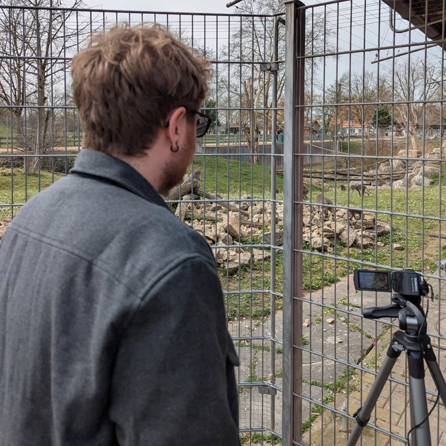 Eine Person filmt Tiere hinter einem Zaun mit einer Videokamera auf einem Stativ.