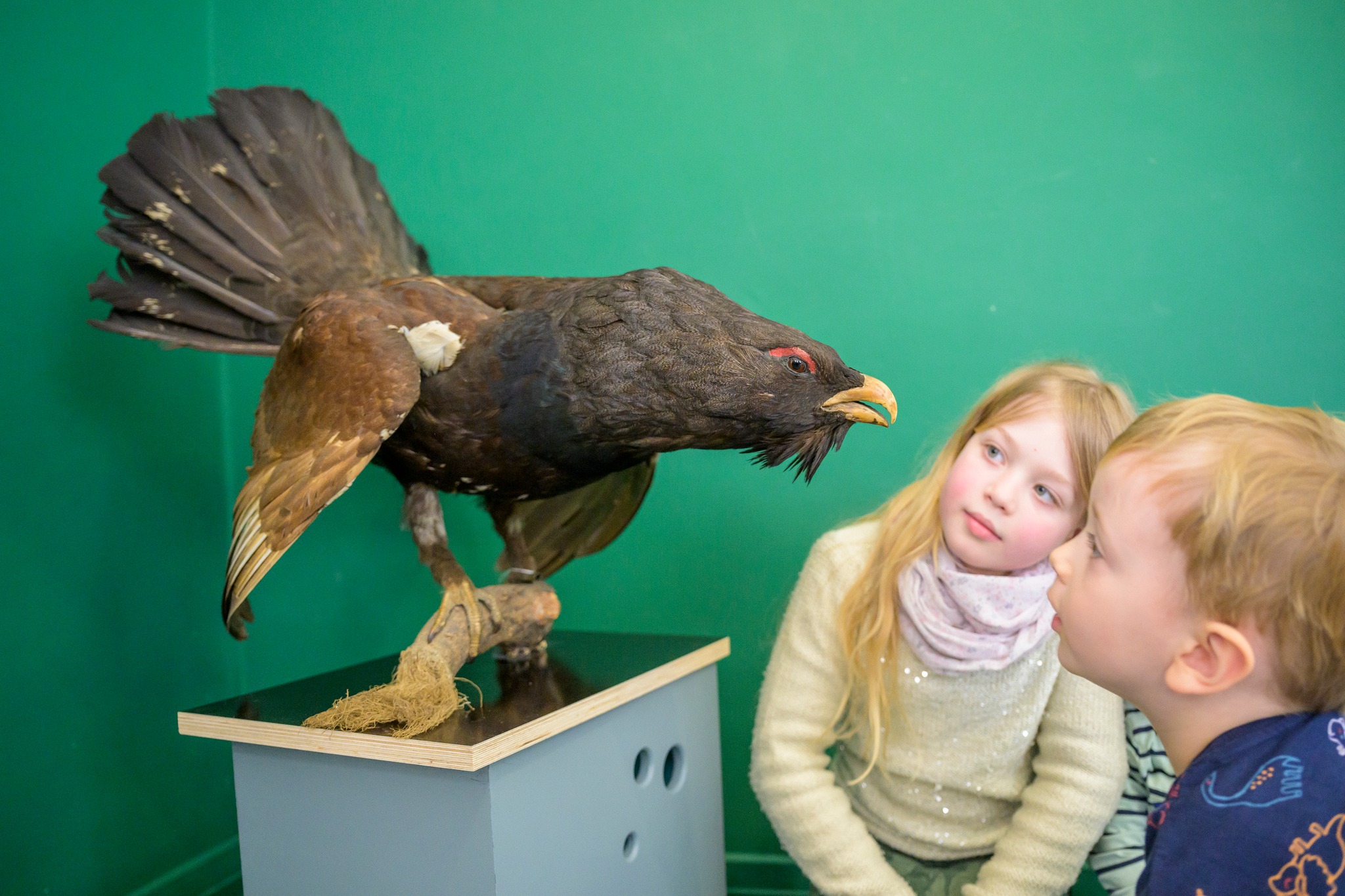 Dieser Alternativtext wurde KI-generiert: Ein ausgestopftes Tier steht auf einer kleinen Holzkonstruktion vor einem grünen Hintergrund. Eine Person betrachtet das Tier neugierig.