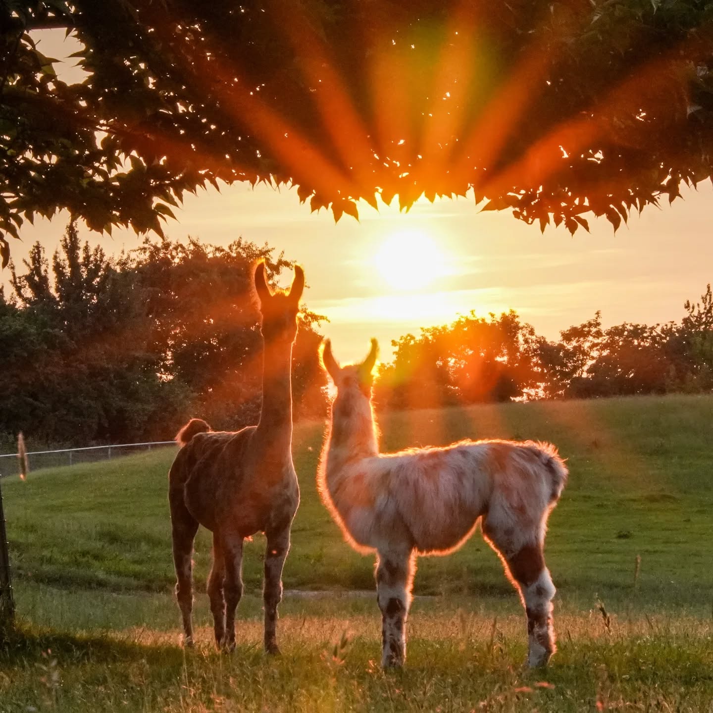 Zwei Tiere stehen auf einer Wiese, beleuchtet von der untergehenden Sonne. Blätter sind im oberen Bildrand zu sehen.