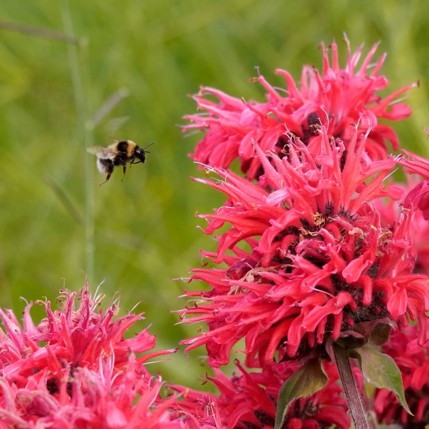Das Bild zeigt eine beflügelte, gestreifte Kreatur, die zu einer Pflanze mit roten Blüten fliegt. Der Hintergrund ist unscharf grün.