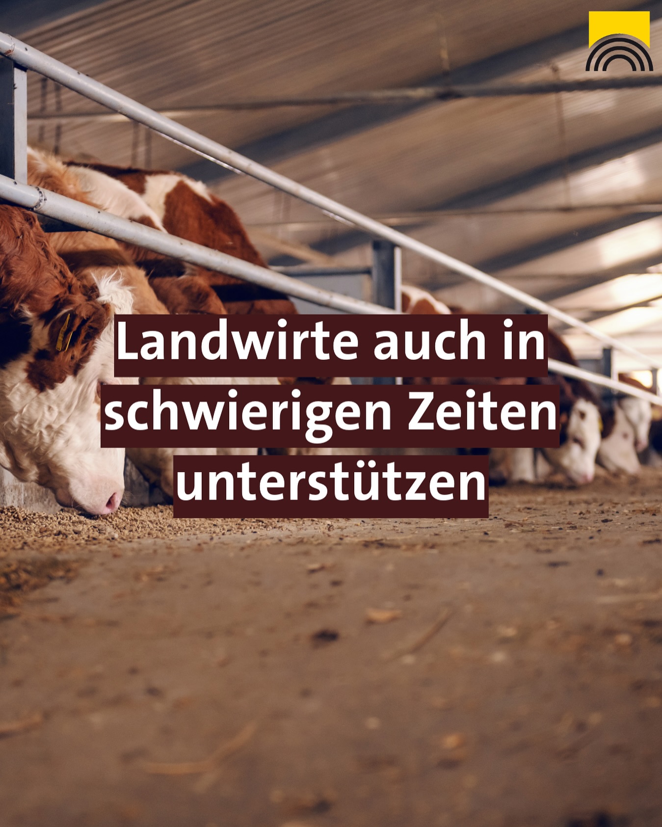 Das Foto zeigt eine Nahaufnahme von mehreren Kühen in einem Stall, die an einem Trog fressen.