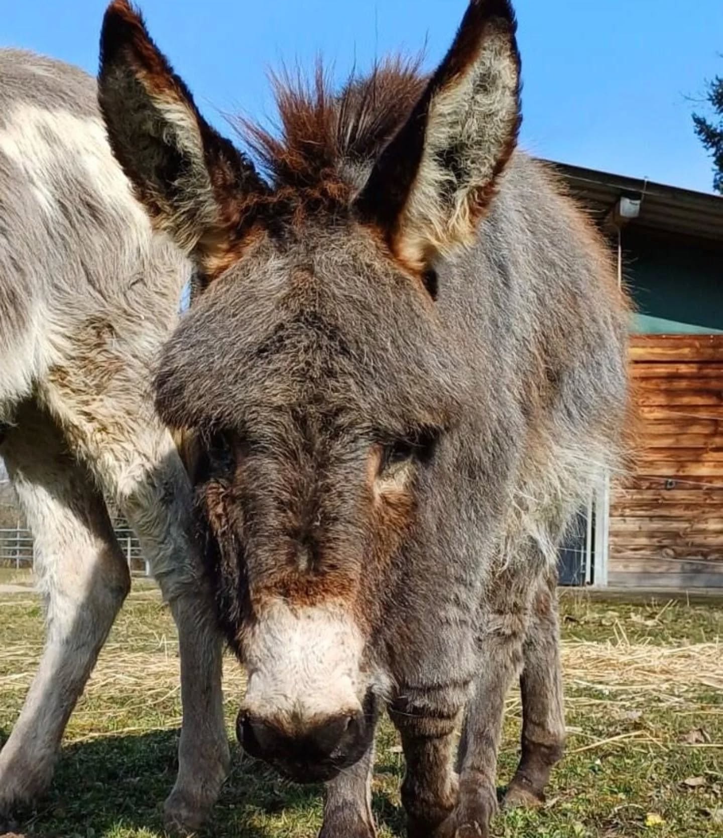 Ein Esel steht auf einer Weide vor einem Holzzaun. Ein weiterer Esel ist im Hintergrund teilweise zu sehen.