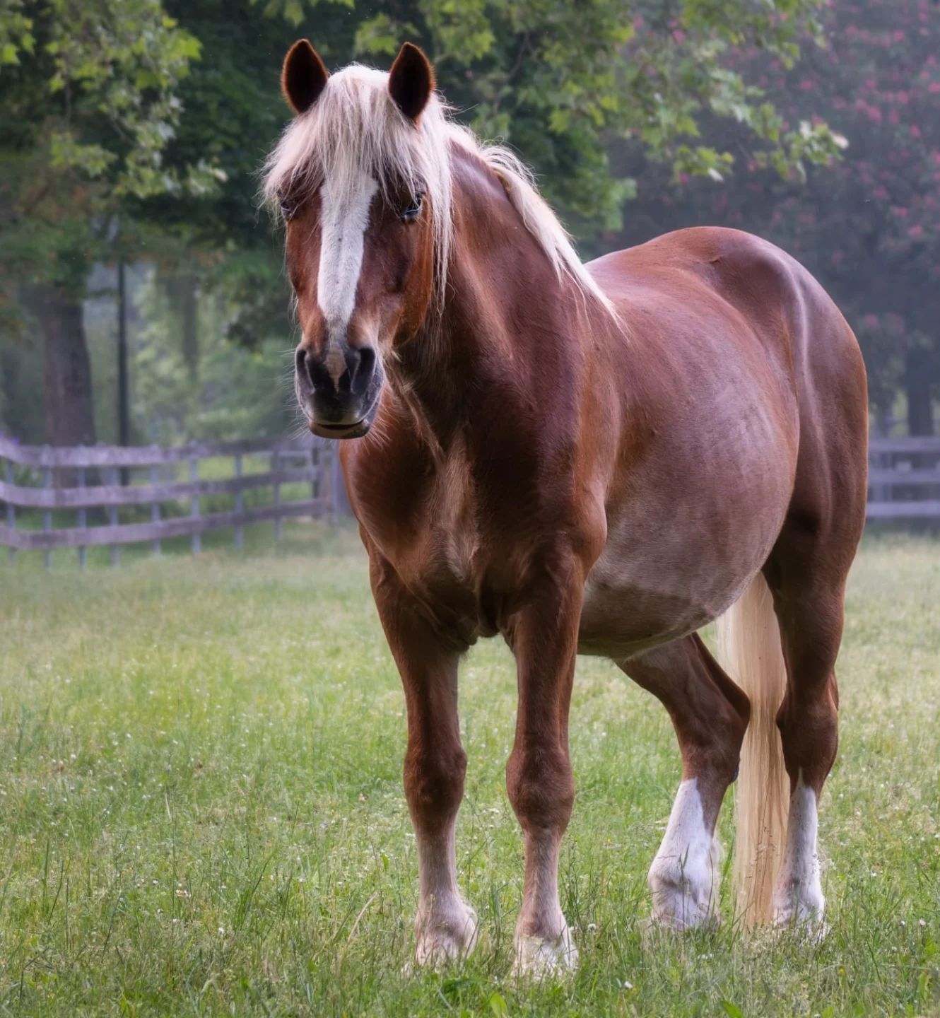 Hier ist ein beschreibender Text für Screenreader, der die Bildbeschreibung nicht überschreitet:

Ein hübsches, braunes Pferd mit weißem Strich auf der Stirn steht auf einer grünen Wiese. Es schaut direkt in die Kamera.
