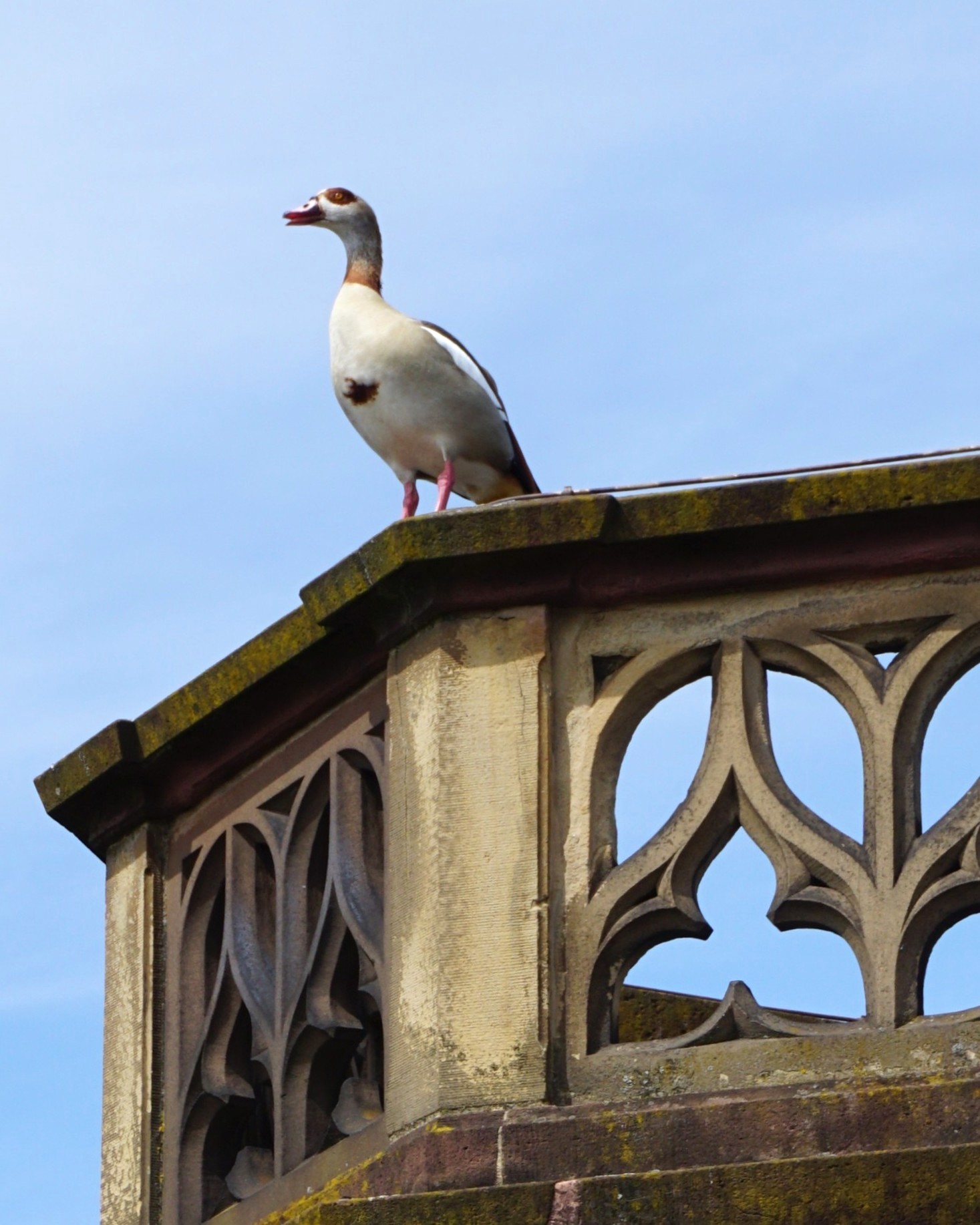 Eine Ente mit weißem Körper, braunem Kopf und rotem Schnabel steht auf einem steinernen, gotisch verzierten Geländer vor blauem Himmel. (KI-Alternativtext)