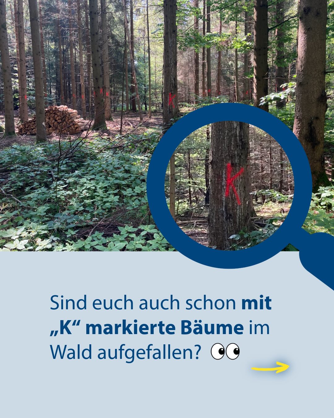 Waldlandschaft mit Bäumen, die mit einem roten Buchstaben „K“ markiert sind. Eine blaue Lupe vergrößert einen der markierten Stämme im Vordergrund, während im Hintergrund ein Holzstapel zu sehen ist. Unten steht der Text: „Sind euch auch schon mit „K“ markierte Bäume im Wald aufgefallen?“ gefolgt von zwei Augen-Emojis und einem gelben Pfeil. (KI-Alternativtext)