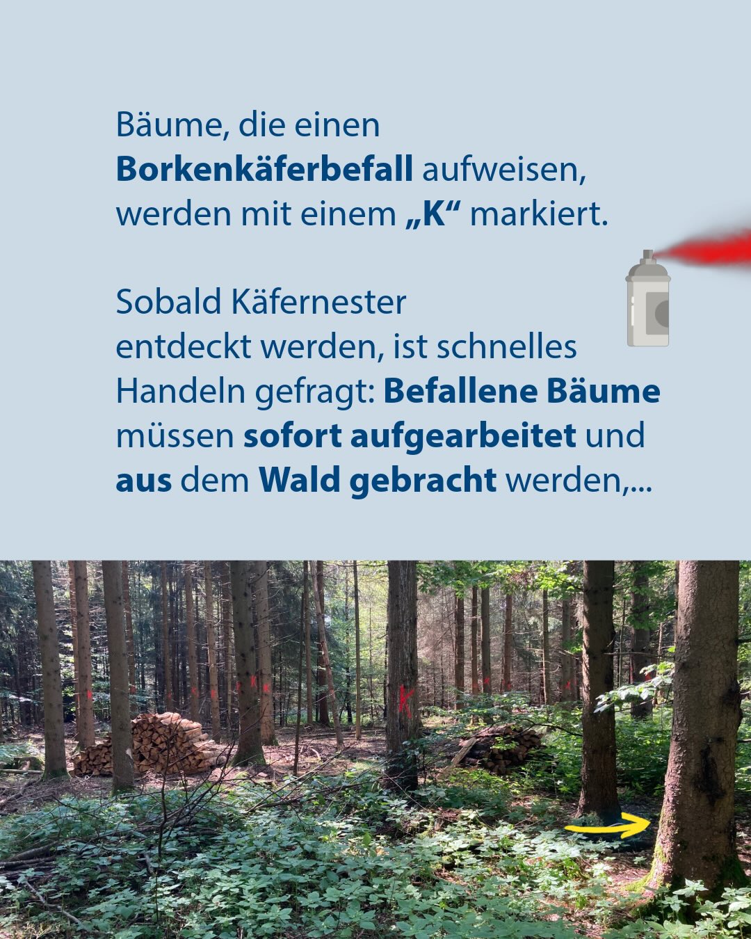 Infografik zur Borkenkäferbekämpfung. Der Text informiert, dass befallene Bäume mit einem „K“ markiert und sofort aus dem Wald entfernt werden müssen, begleitet von einem Symbol einer Sprühdose. Das darunterliegende Foto zeigt einen Wald mit mehreren Bäumen, die mit roten Ks markiert sind, sowie Holzstapeln am Boden. (KI-Alternativtext)