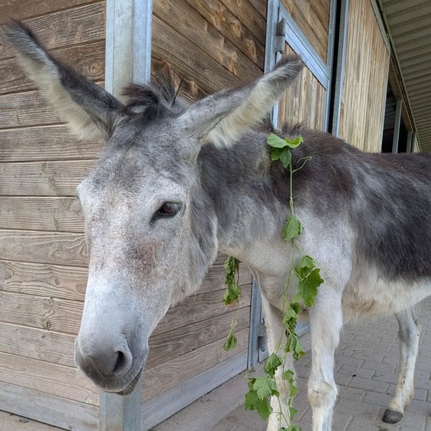 Ein Esel steht vor einem Holzgebäude. Um den Hals des Esels hängt eine grüne Pflanze.