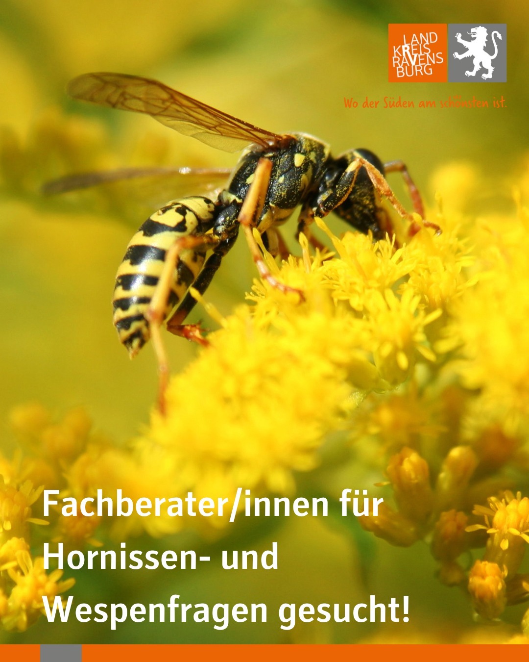 Nahaufnahme einer gelb-schwarz gestreiften Wespe auf gelben Blüten. Im oberen Bereich befindet sich ein Logo.