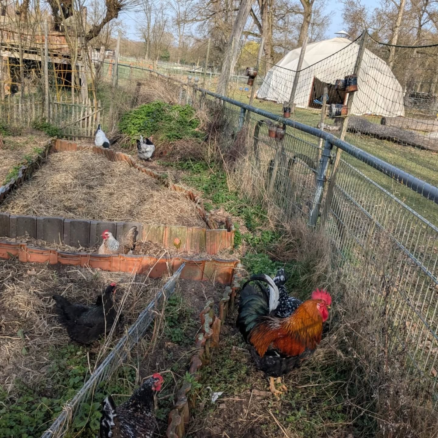 Dieser Alternativtext wurde KI-generiert: Ein Garten mit einem Zaun, Beeten und verschiedenen Geflügeln. Im Hintergrund ist ein weißes Zelt und Bäume zu sehen.
