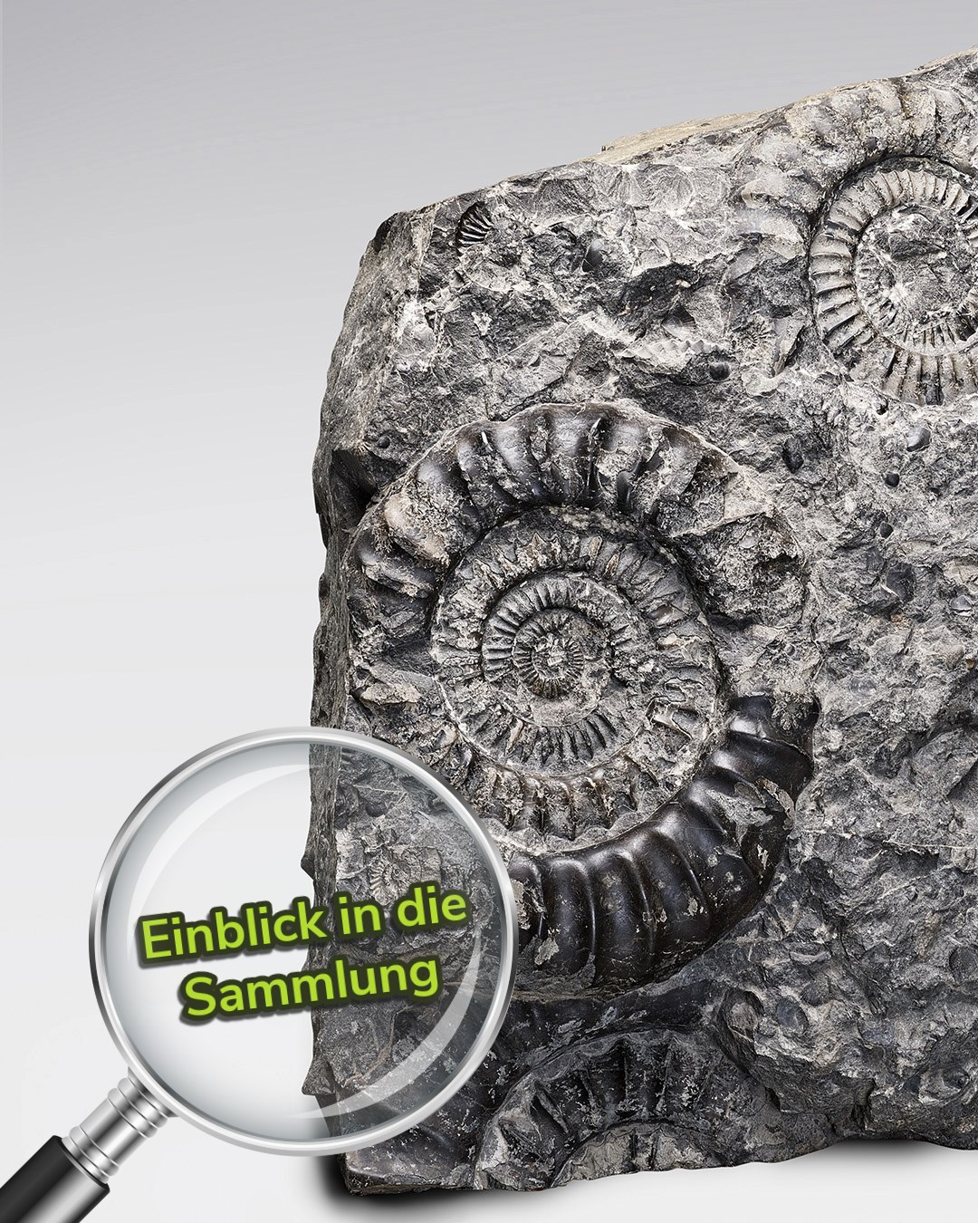 Dieser Alternativtext wurde KI-generiert: Ein Steinblock mit sichtbaren Fossilien wird durch eine Lupe betrachtet. Das Bild zeigt einen Ausschnitt aus einer Sammlung.