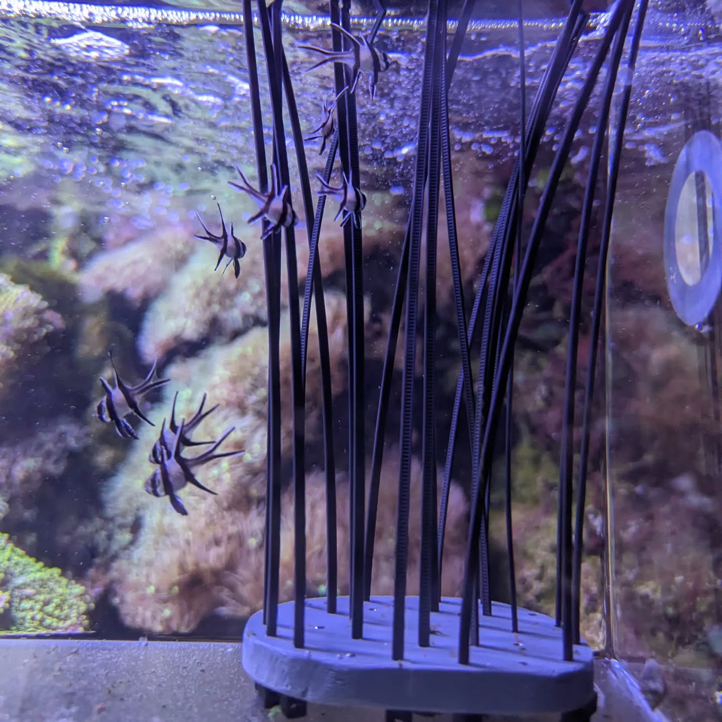 Fische in einem Aquarium an schwarzen Stangen. Unterwasseraufnahme.