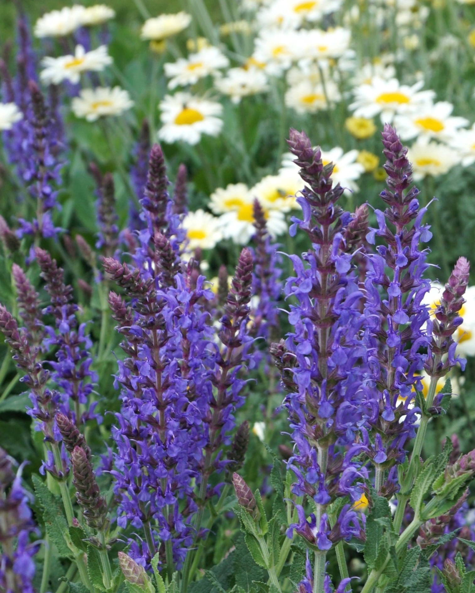 Dieser Alternativtext wurde KI-generiert: Eine Nahaufnahme zeigt verschiedene Blumen in voller Blüte. Weiße Gänseblümchen und violette Blütenstände bilden einen farbenfrohen Kontrast.