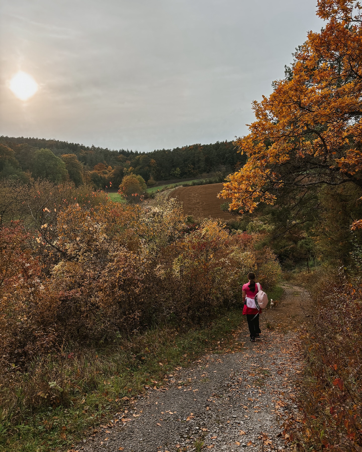 Eine Person geht mit einem Hund auf einem unbefestigten Weg durch eine herbstliche Landschaft. Die Bäume und Sträucher zeigen sich in warmen Farben.