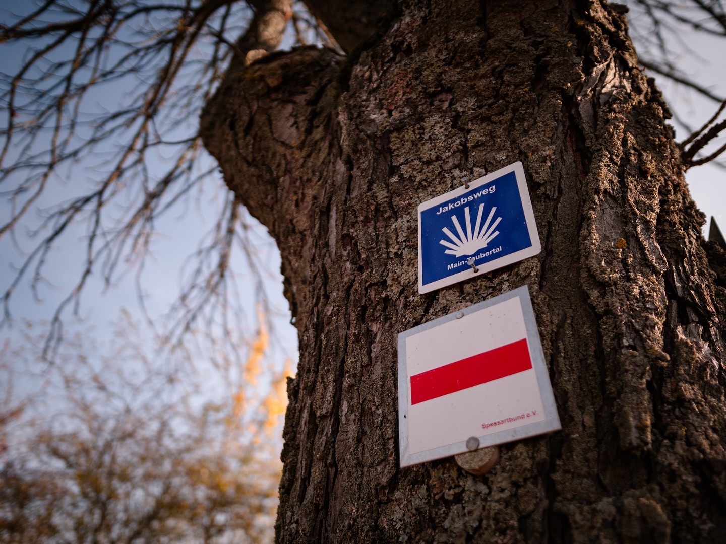 Zwei Wegweiser sind an einem Baumstamm angebracht. Der eine zeigt eine Muschel, der andere eine horizontale rote Linie auf weißem Grund.
