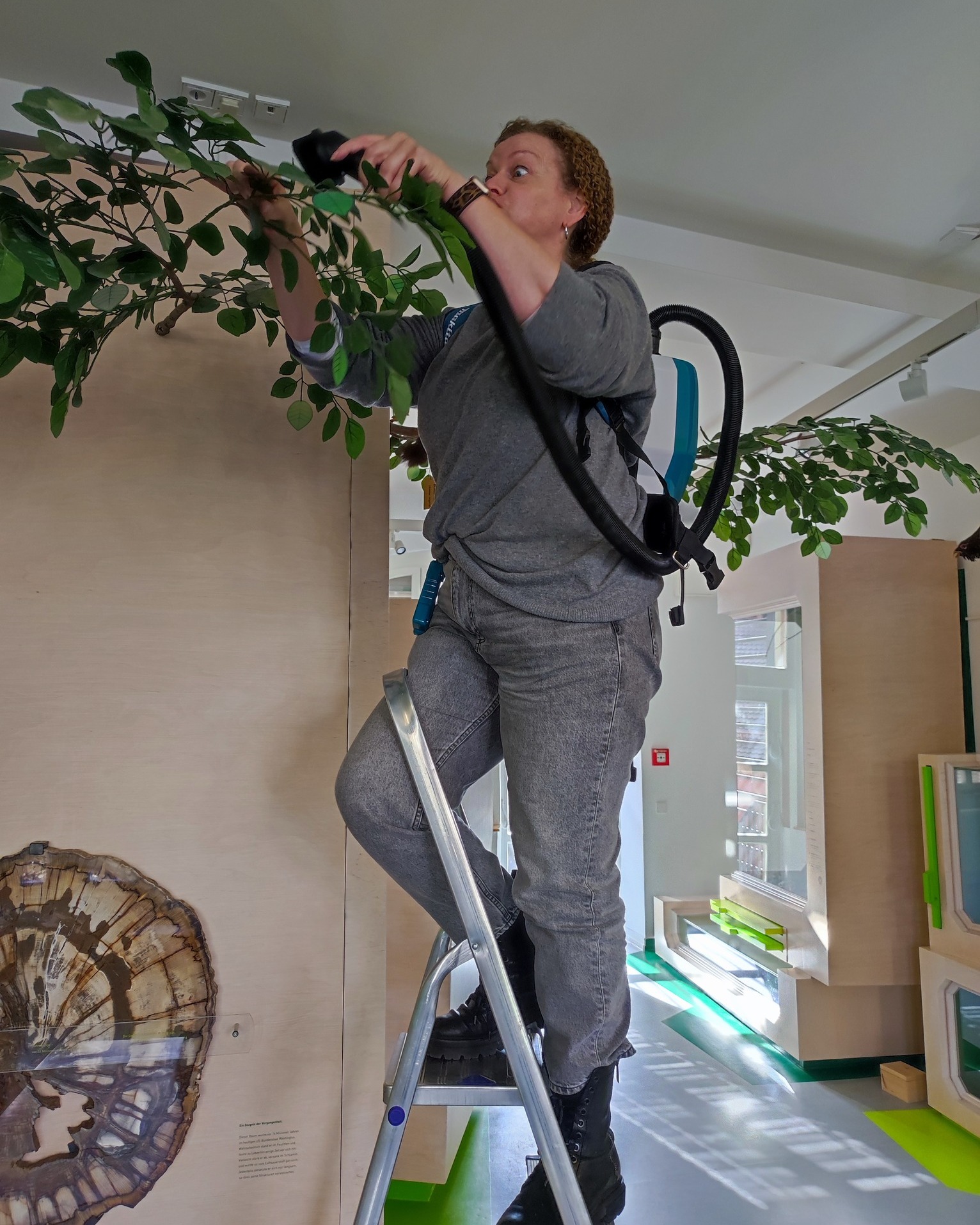 Dieser Alternativtext wurde KI-generiert: Eine Person steht auf einer Leiter und arbeitet an einer Pflanze. Im Hintergrund sind Wände und weitere Elemente einer Innenraumgestaltung zu sehen.