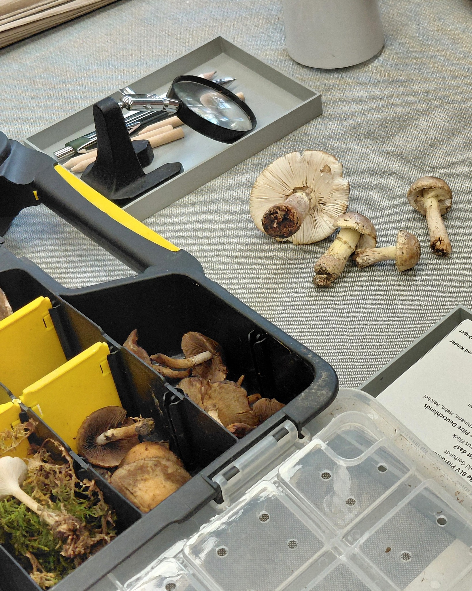 Ein schwarzer und gelber Behälter mit Fächern enthält verschiedene Pilze und Moos. Daneben liegen auf einem grauen Tuch weitere Pilze, darunter ein großer Pilz, der die Lamellen zeigt. Ein graues Tablett hält eine Lupe, ein Messer und Holzstäbchen, während unten rechts ein Dokument mit Text über Pilze zu sehen ist. (KI-Alternativtext)