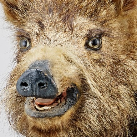 Dieser Alternativtext wurde KI-generiert: Nahaufnahme des Kopfes eines Tieres mit borstigem Fell und einem dunklen Rüssel. Das Tier hat kleine Augen und einen leicht geöffneten Mund.