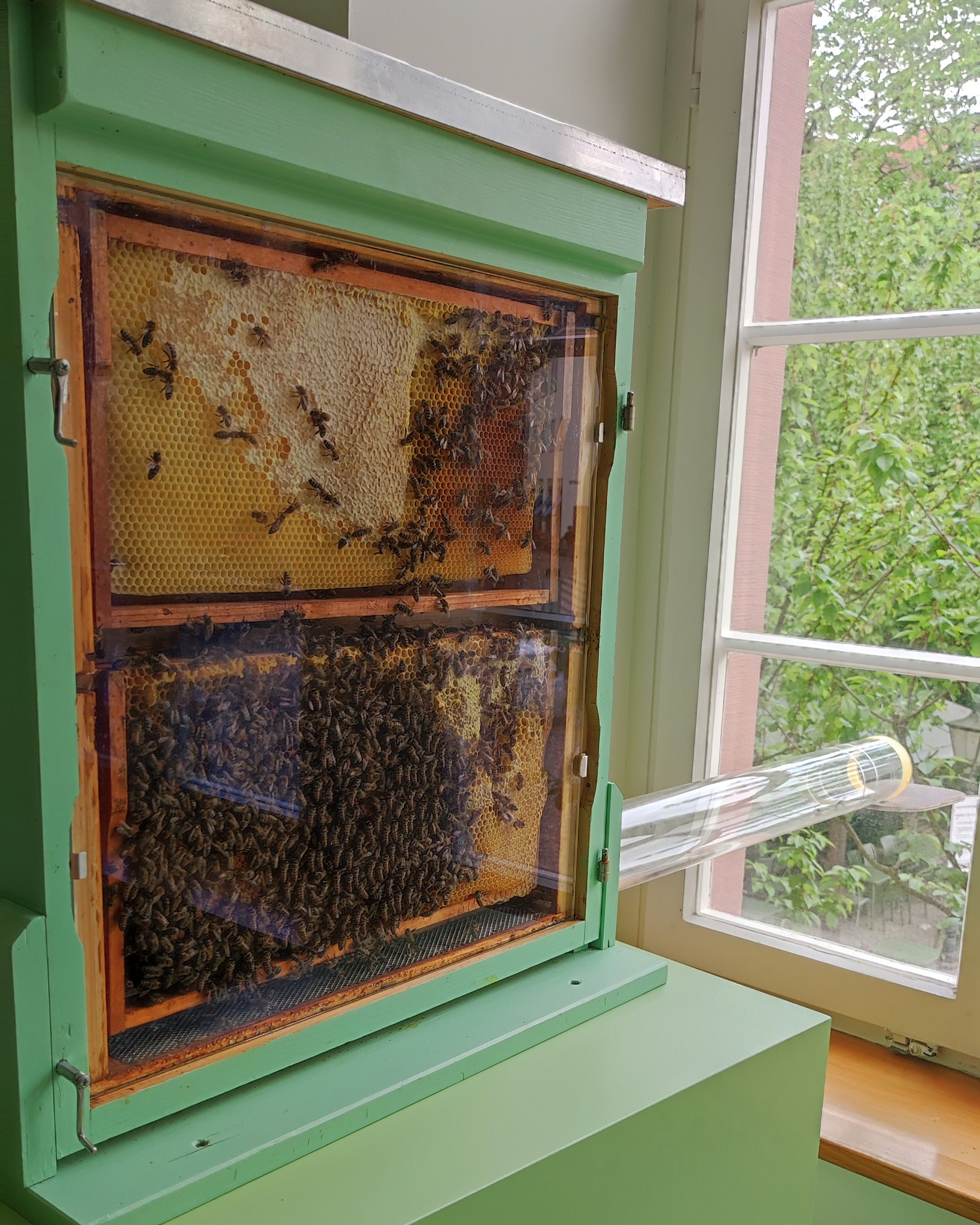Dieser Alternativtext wurde KI-generiert: Ein grüner Bienenstock steht vor einem Fenster. Im Inneren sind Waben und viele Bienen zu sehen.
