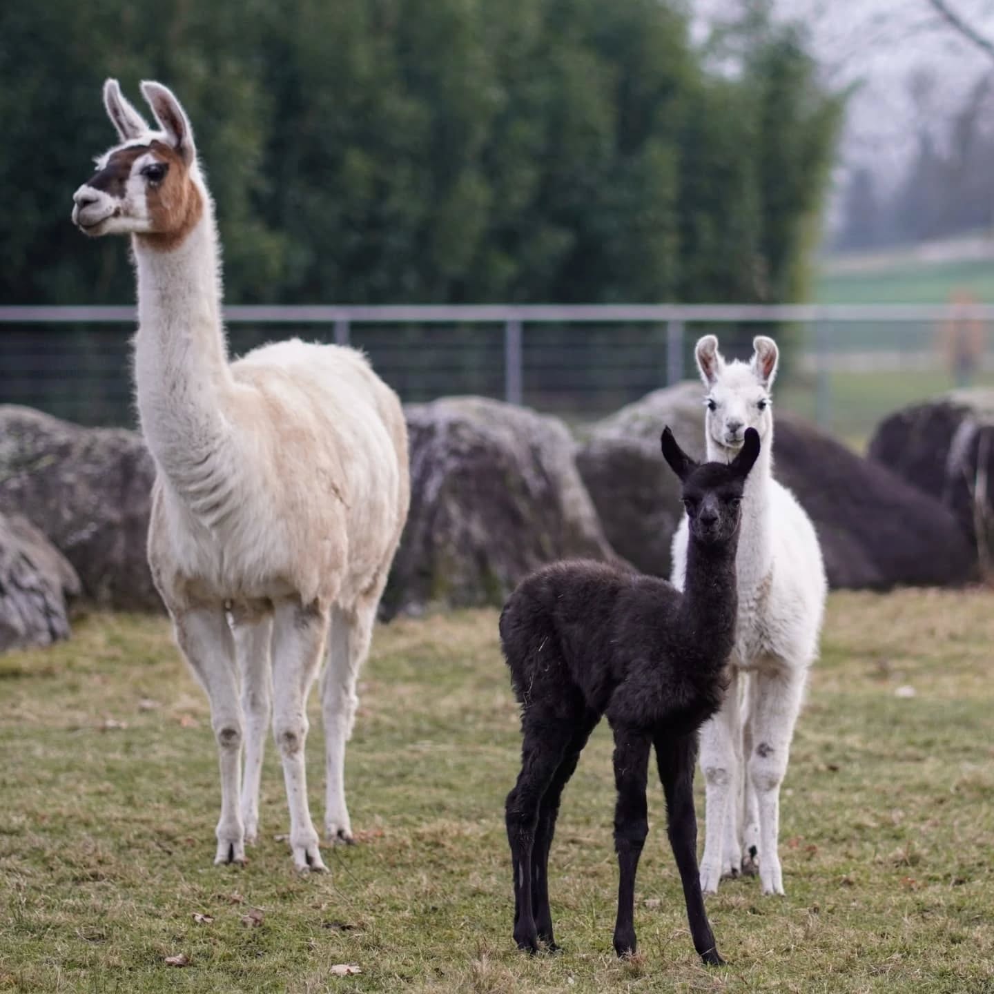 Ein erwachsener Lama steht neben einem jüngeren Lama. Ein schwarzes Lama steht zwischen den beiden.