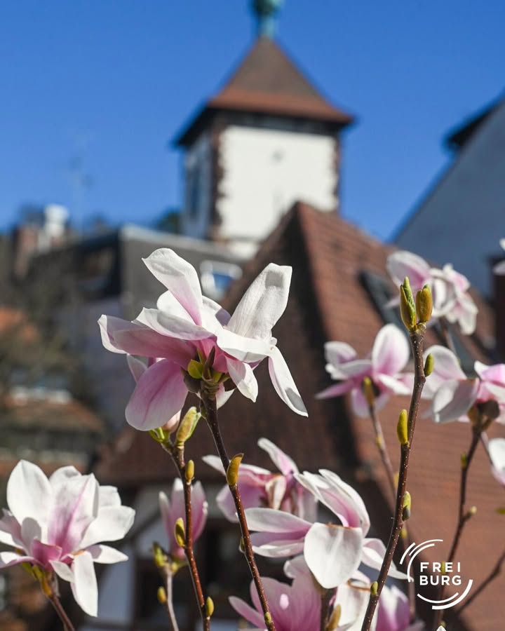 Blühende Magnolien vor der Kulisse eines Gebäudes. Die Blüten sind rosa und weiß.