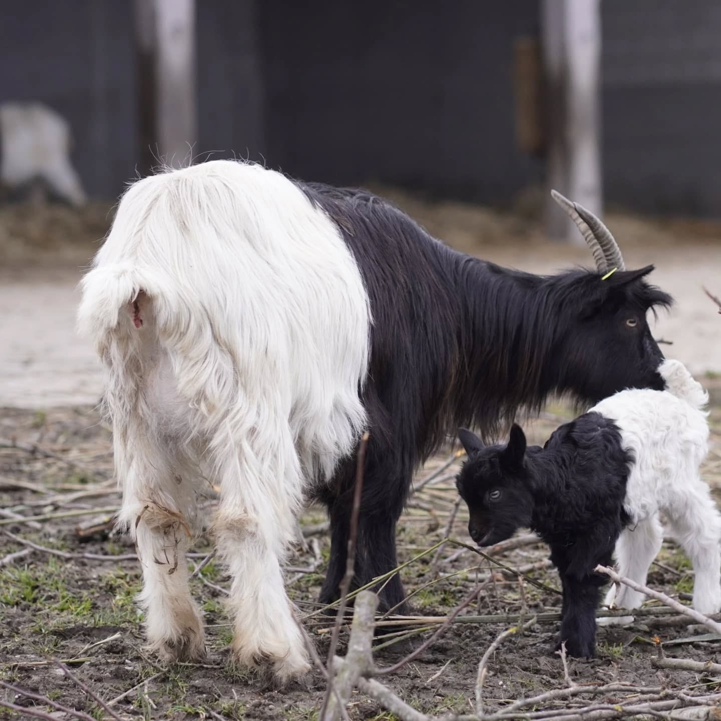 Ein schwarz-weißes Ziegenweibchen steht mit seinem jungen Kitz auf einem Feld. Das Bild ist in Farbe.