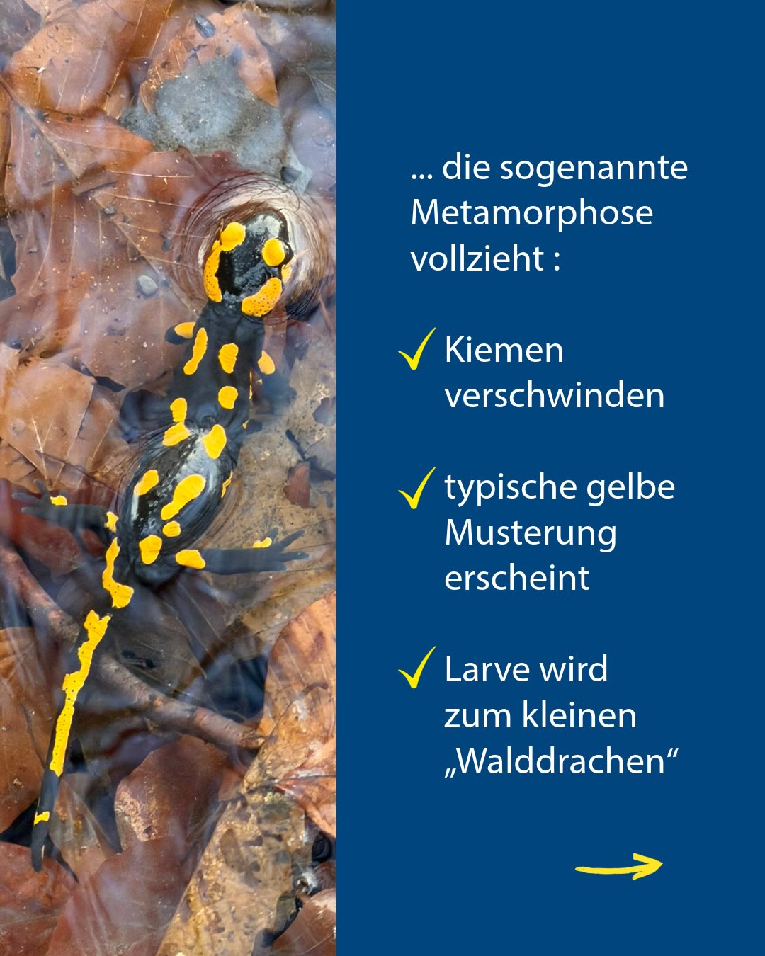 Schwarzer Salamander mit gelben Flecken im Wasser zwischen Laubblättern; rechts daneben blauer Textblock mit drei Merkmalen der Metamorphose: Kiemen verschwinden, gelbe Musterung erscheint, Larve wird zum „Walddrachen“. (KI-Alternativtext)