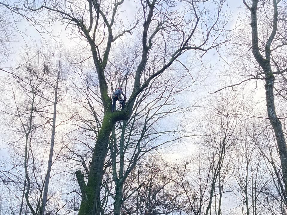 Dieser Alternativtext wurde KI-generiert: Ein Schwarz-Weiß-Bild zeigt einen Baum mit kahlen Ästen vor einem bewölkten Himmel. In den Baum ist eine Person geklettert und scheint dort zu arbeiten.