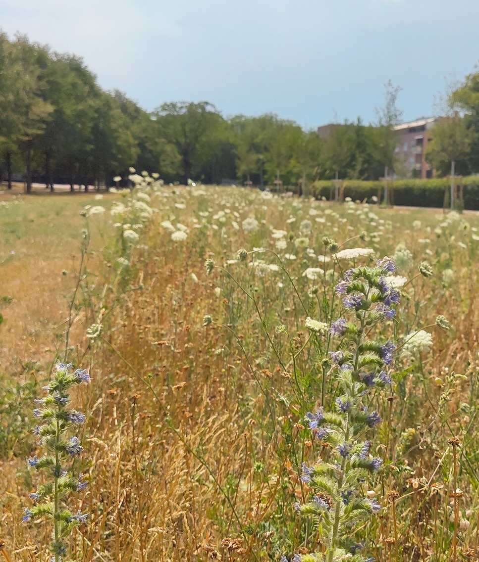 Blaue und weiße Wildblumen stehen im Vordergrund in hohem, gelblichem Gras. Die Wiese erstreckt sich bis zu einer Baumreihe im Hintergrund. Rechts ist ein Gebäude hinter den Bäumen sichtbar. (KI-Alternativtext)
