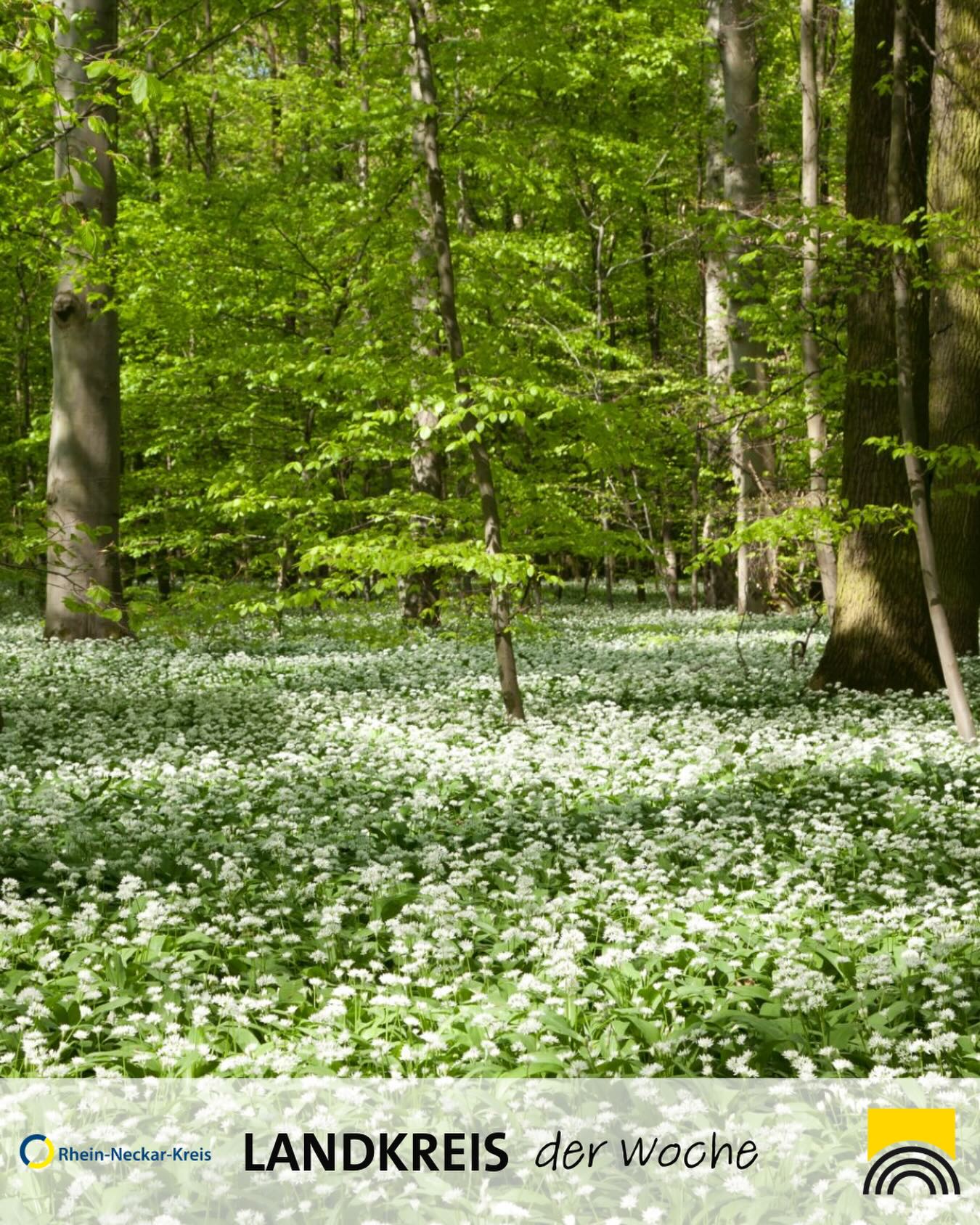 Dieser Alternativtext wurde KI-generiert: Ein Wald mit einer dichten, grünen Baumkrone. Der Waldboden ist mit weißen Blüten bedeckt.