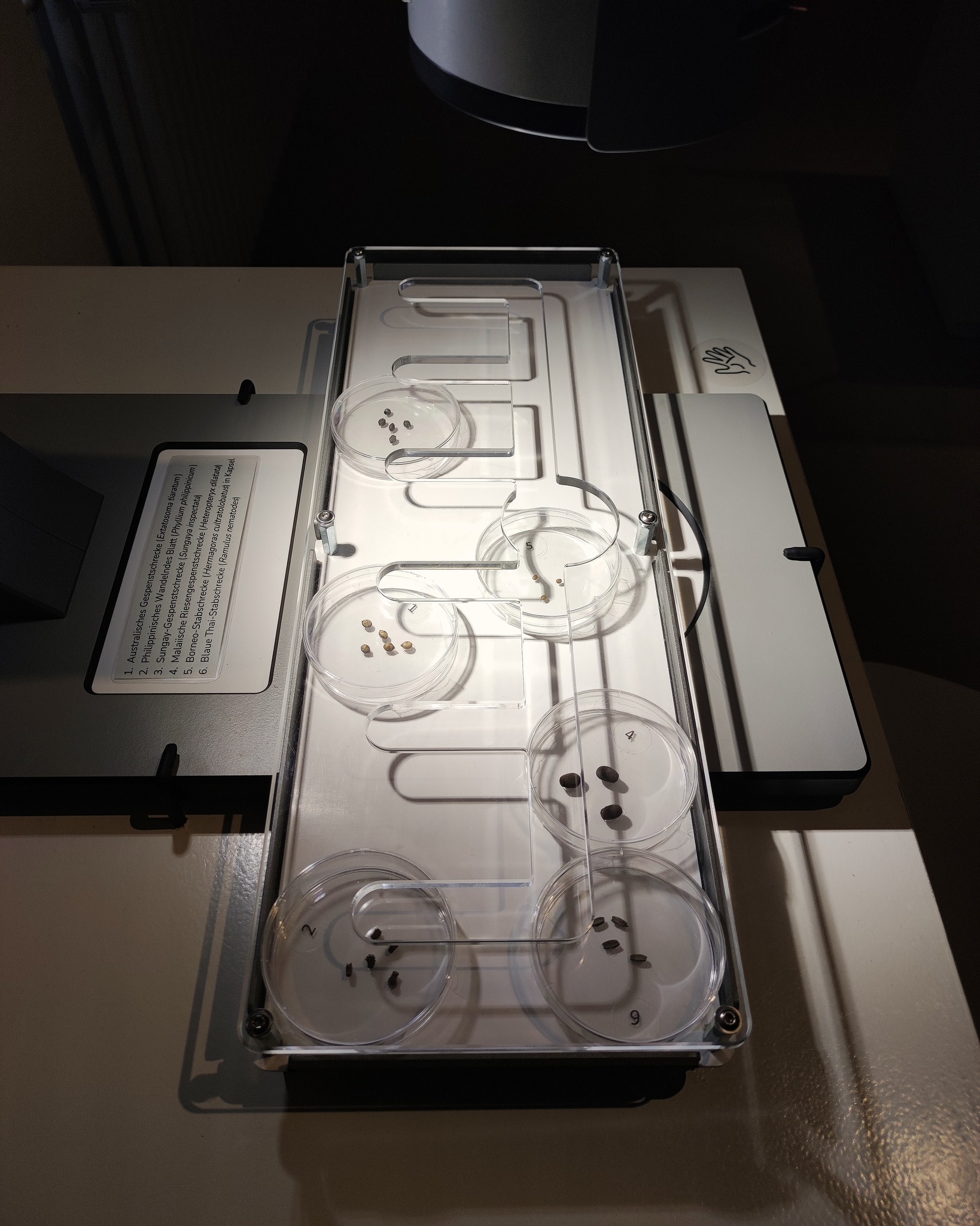 Dieser Alternativtext wurde KI-generiert: Ein Fach mit mehreren kreisförmigen Behältern, die in einer Reihe angeordnet sind. Im Inneren der Behälter befinden sich kleine, dunkle Objekte.