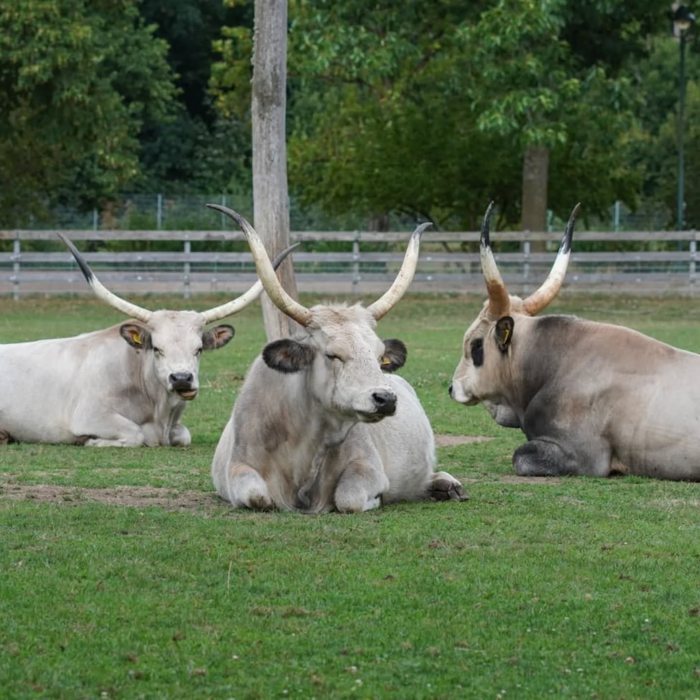 Dieser Alternativtext wurde KI-generiert: Drei gehörnte Tiere liegen auf einer grünen Wiese und ruhen. Im Hintergrund ist ein Zaun und üppiges Grün zu sehen.