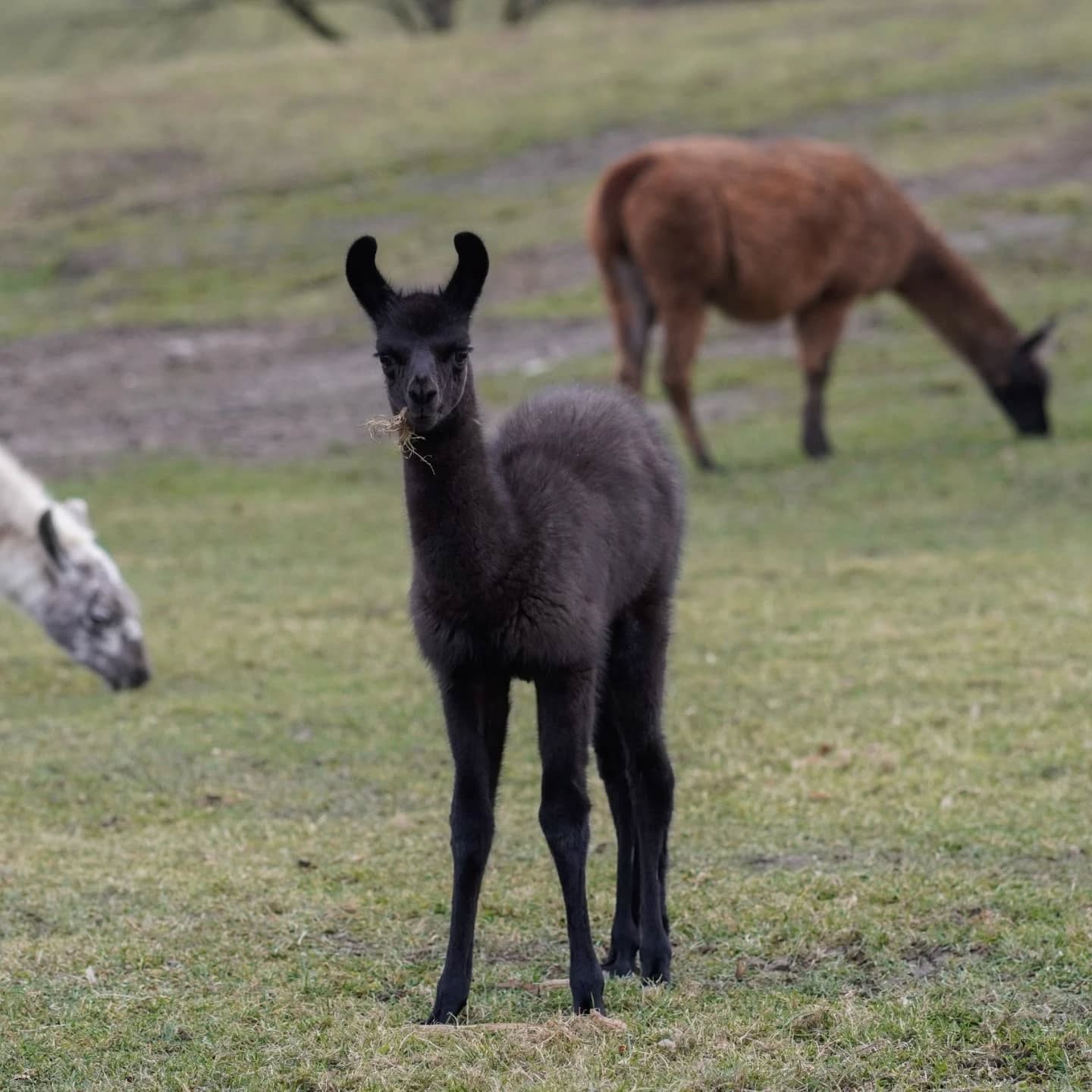 Ein schwarzes Lama steht auf einer Wiese. Im Hintergrund sind zwei weitere Lamas zu sehen.
