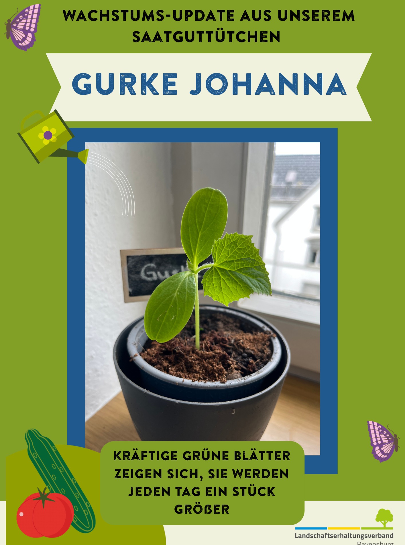 Dieser Alternativtext wurde KI-generiert: Ein Topf mit einer jungen Gurkenpflanze steht vor einem Fenster. Die Pflanze hat grüne Blätter und eine kleine Gurke wächst daran.