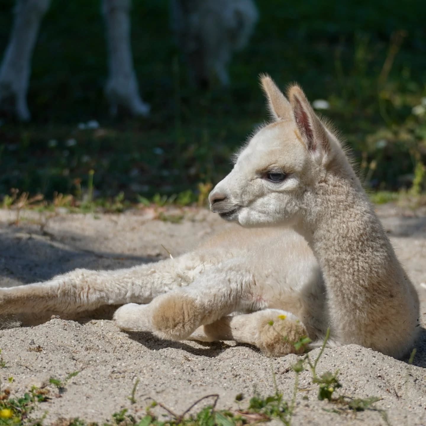 Ein helles Tier liegt im Sand. Im Hintergrund sind weitere Tiere und Pflanzen zu sehen.