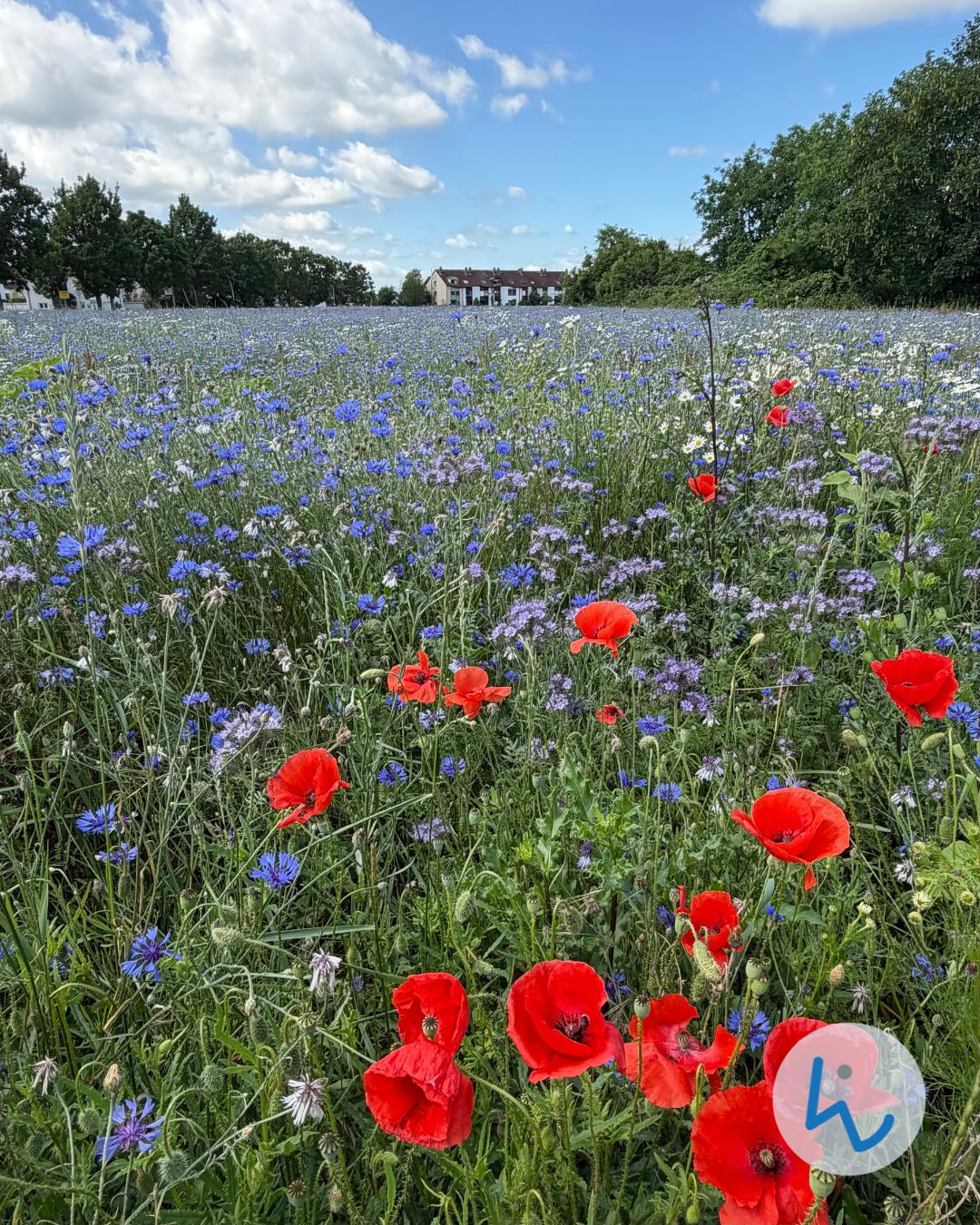 Blühendes Feld mit roten Mohnblumen und blauen Kornblumen unter blauem Himmel mit Wolken; im Hintergrund Bäume und ein Gebäude. (KI-Alternativtext)