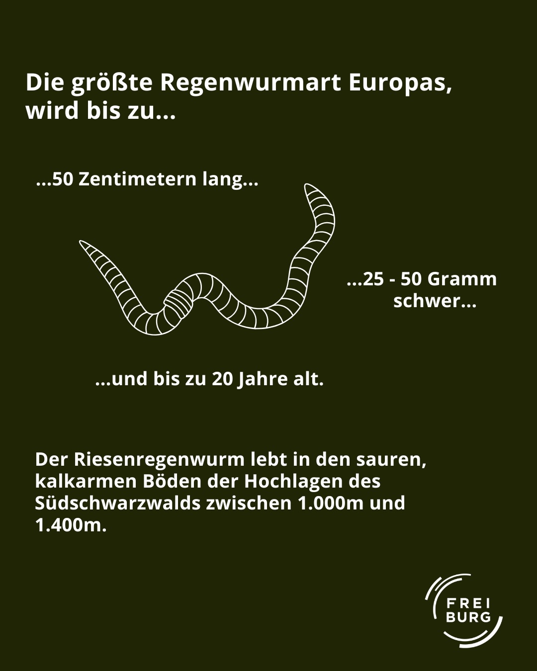 Dieser Alternativtext wurde KI-generiert: Ein Informationsgrafik zeigt ein längliches, segmentiertes Lebewesen. Textfelder geben Angaben zu Größe, Gewicht und Lebensdauer dieses Tieres an.