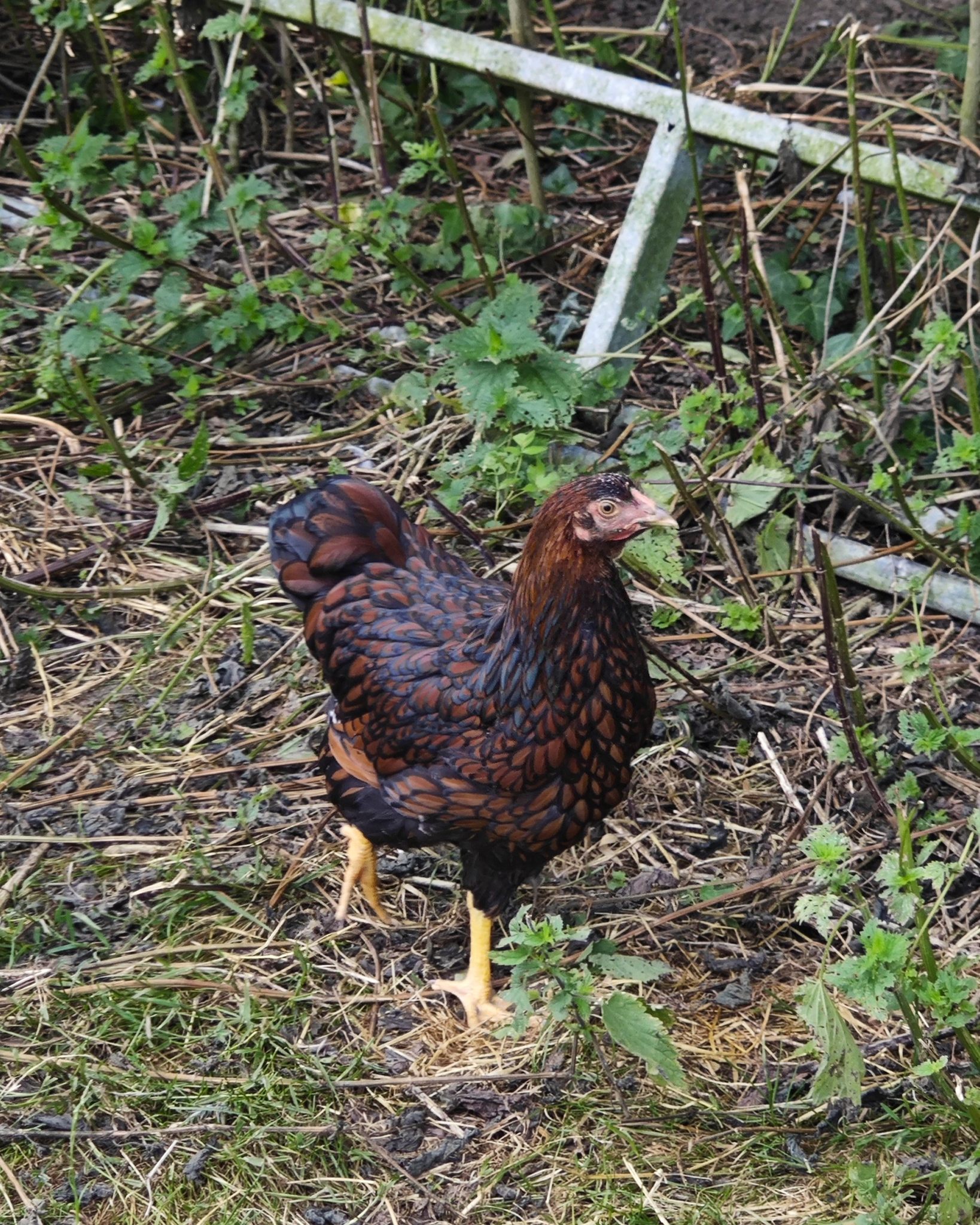 Ein Huhn mit rotbraunem und schwarzem Gefieder steht auf einem Boden aus Erde und trockenem Gras. Es ist von grünen Pflanzen umgeben, im Hintergrund liegt ein weißes Metallgestell. (KI-Alternativtext)