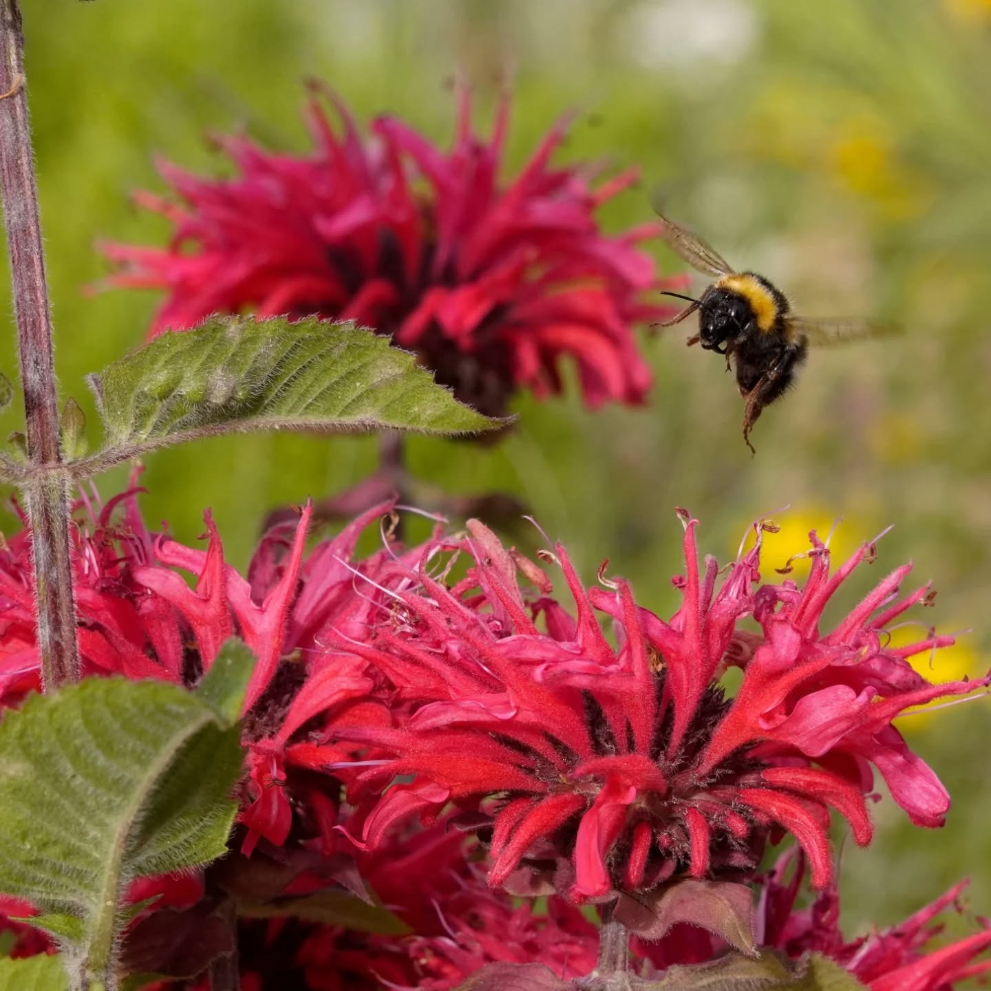Das Bild zeigt eine Nahaufnahme von einer blühenden Pflanze mit roten Blüten. Davor fliegt ein Insekt mit gelb-schwarzem Körper.