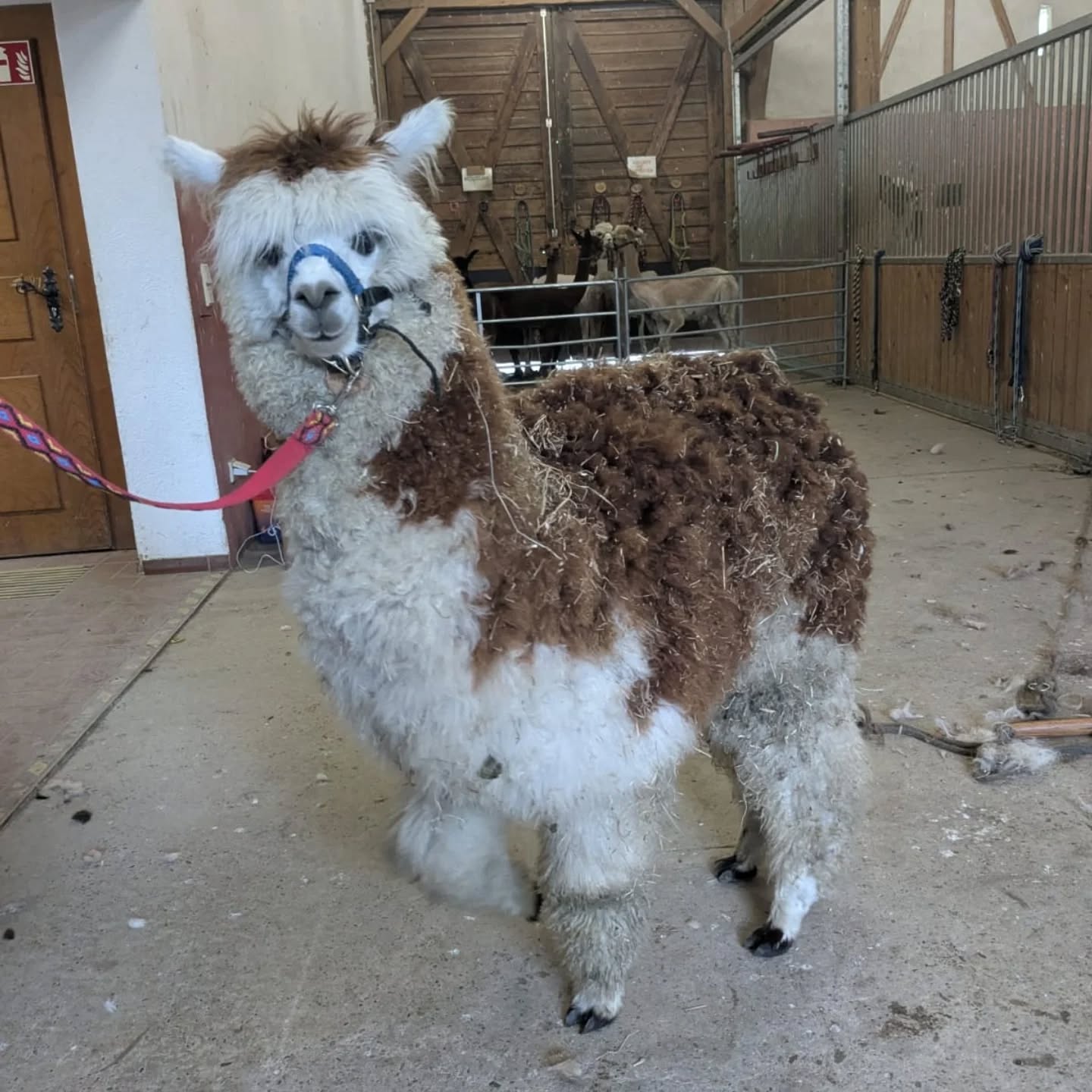Das Bild zeigt ein Alpaka mit braun-weißer Wolle und einem Halfter in einem Stall. Im Hintergrund sind weitere Tiere zu sehen.