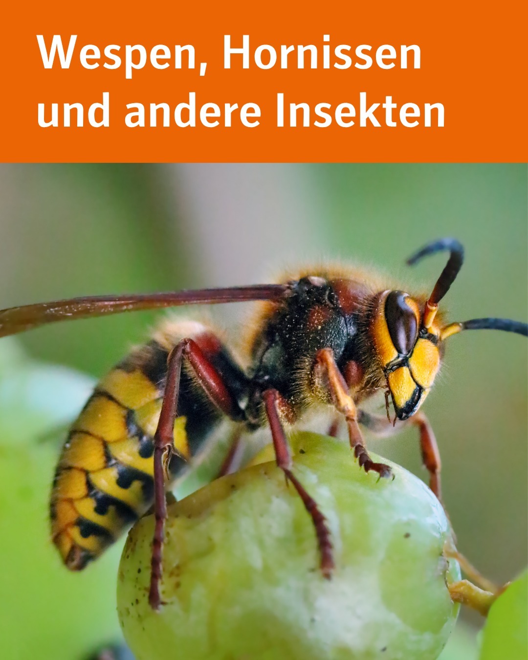 Zu sehen ist eine Wespe. Bildtext: Wespen, Hornissen und andere Insekten.