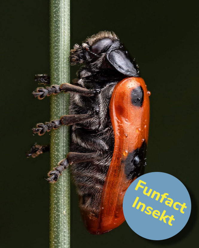 Dieser Alternativtext wurde KI-generiert: Nahaufnahme eines Insekts, das an einem Halm hängt. Das Insekt hat einen dunklen Körper und einen auffälligen roten Hinterleib.