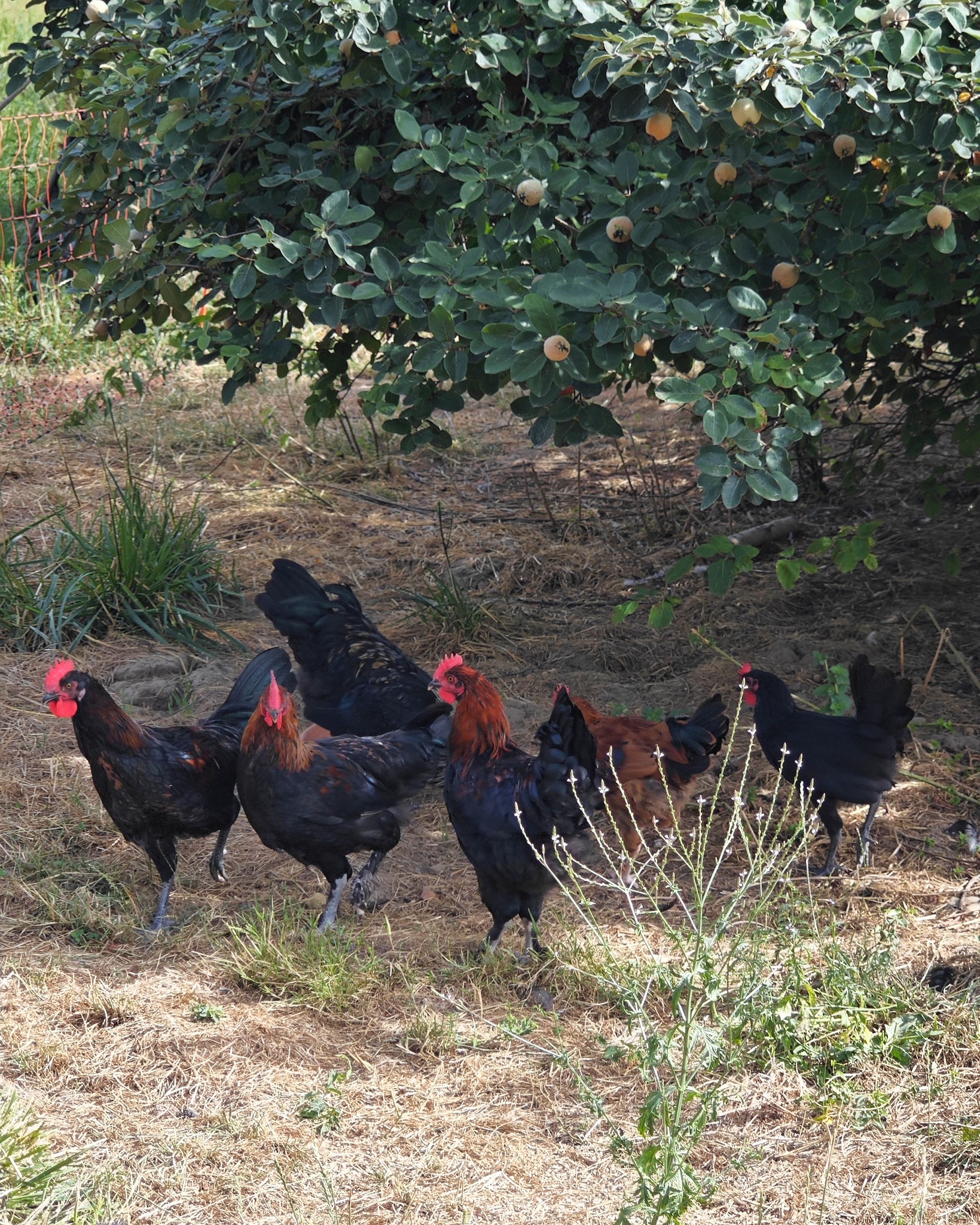 Mehrere Hühner mit schwarzem Gefieder und roten Kämmen laufen auf einer Wiese mit trockenem Gras. Im Hintergrund steht ein blattreicher Baum mit gelben Früchten. (KI-Alternativtext)
