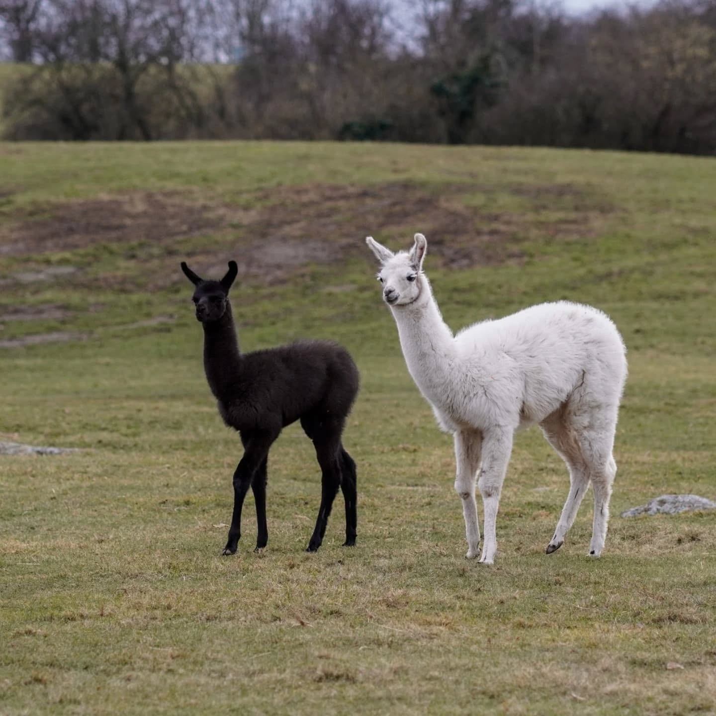 Zwei Lamas stehen nebeneinander auf einer grünen Wiese. Das eine Lama ist weiß, das andere schwarz.