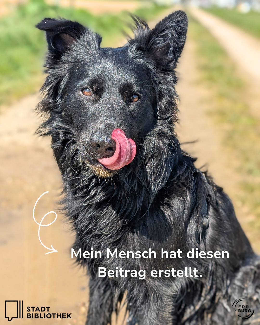 Dieser Alternativtext wurde KI-generiert: Ein schwarzgefleckter Hund mit ausgestreckter Zunge schaut in die Kamera. Im Hintergrund ist eine grüne Wiese und ein Feldweg zu sehen.